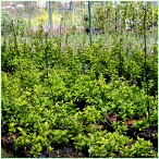 Φυτώριο Ulterfita - Φυτά Schizandras