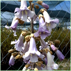 Φυτώριο Ulterfita - Τα πανέμορφα άνθη της Παυλώνιας έχουν υπέροχο άρωμα
