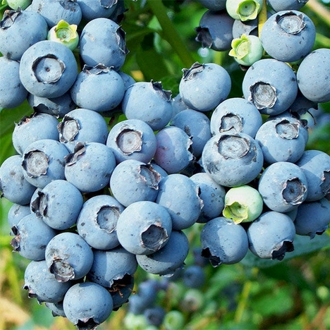  - blueberry